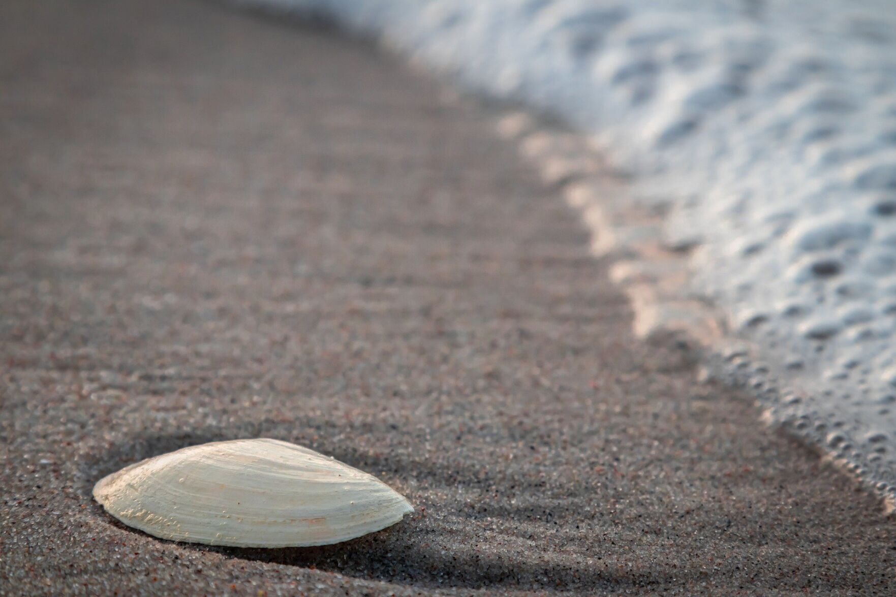 Best Shelling Beach: Sanibel Island beaches